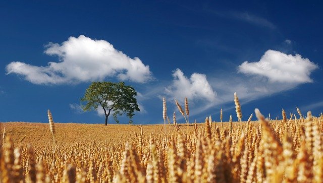 Który herbicyd wesprze twoją kukurydzę?
